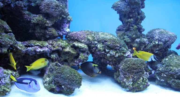 Wohnen mit Haustieren: Fische steigern das Wohlbefinden