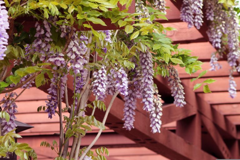 Die Pergola als Blickfang im Garten – einen Platz zum Erholen einrichten