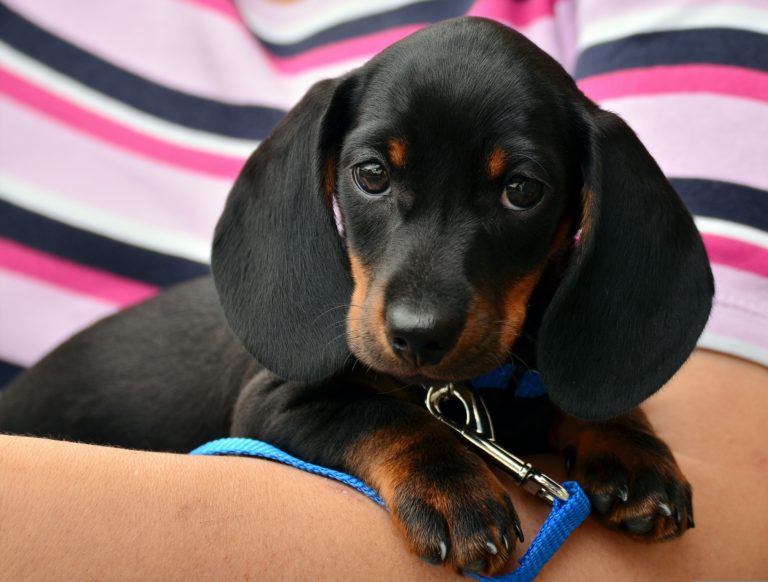 Das ideale Wohndesign für Hundebesitzer